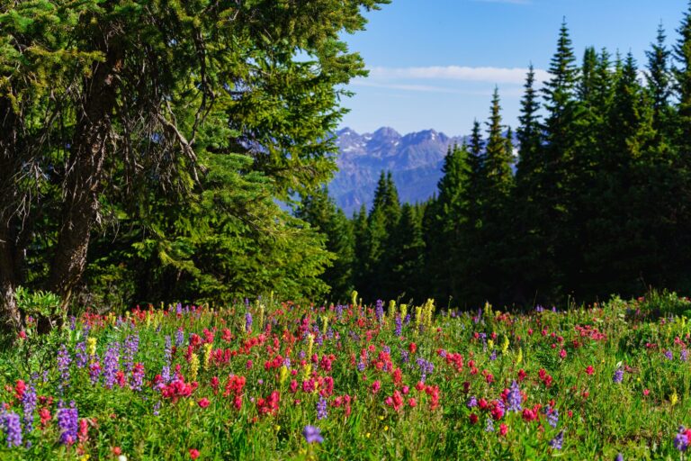 Colorful alpine wildflower meadow with pink, purple, and yellow blooms framed by evergreen trees and distant mountain peaks.